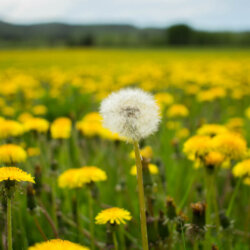 one dandelion puff n field of dandelions Unsplash Elijah Hiett