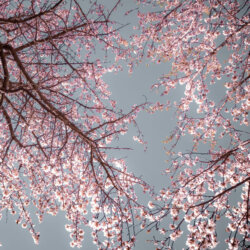 Upward view of cherry tree blossoms to encourage rest for better results
