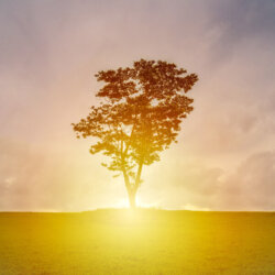 Tree at Sunrise - Words That Help You Win